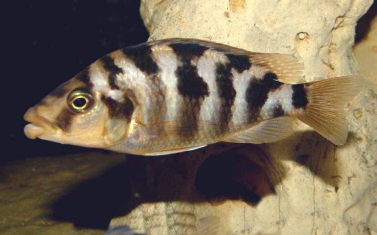 Placidochromis milomo 'Mbenji Island'